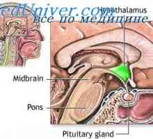 Stimularea hipotalamus. Funcția sistemului limbic de remunerare