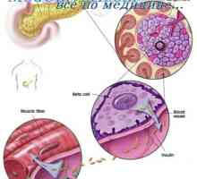 Efectul insulinei asupra metabolismului glucozei în ficat. Eliberarea glucozei din ficat