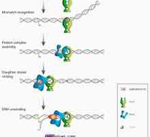 Proteinele din familia mutl, mutS și a cdk în dezvoltarea ovocitului. mutații