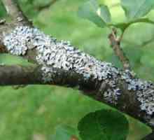 Boli ale trunchiuri și ramuri de pomi fructiferi și de prevenire a acestora