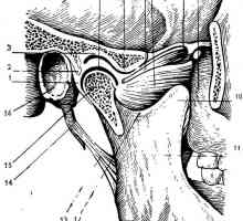Durerea a articulației temporomandibulare. anatomie normală și funcția