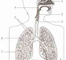 Ce este responsabil pentru curățarea și drenajul sistemului respirator