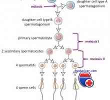 Ciclu de spermatogeneza. Cât timp este sperma matur?