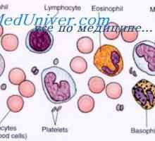Citotoxicitatea celulelor natural killer. Efectul imunomodulatoare asupra celulelor NK