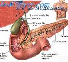 Ecografie Doppler color sarcină extrauterină. Ovulul Fals sarcină ectopică