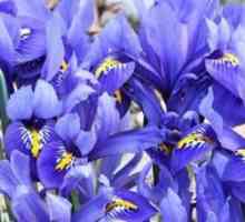 Flori irisi, în creștere, îngrijire