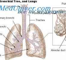 Presiunea oxigenului în gazul alveolar. Nevoia de ventilație pulmonară generală