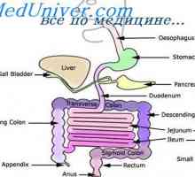 Activitatea bacteriană în colon. Paralizia mecanism de înghițire