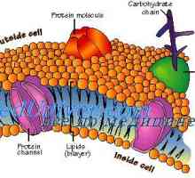 Membrana celulară. Structura membranei celulare