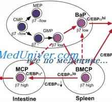 Diferențierea celulelor T și B. Citokinele induce diferențierea celulelor Th1 tip i de tip…
