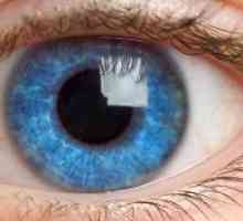Dinamica de creștere și dezvoltare a ochiului uman