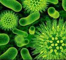 Colon dysbacteriosis, intestin subțire și rect