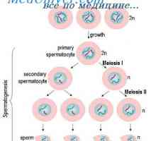 Reglementarea spermatogenezei. maturarea spermei