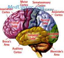 Comunicarea cortexul cerebral cu alte departamente. Domenii specifice ale cortexului cerebral