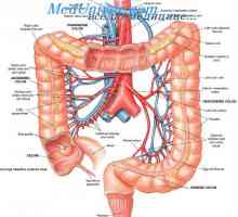 Mișcare rectilinie alternativă (peristaltismul) a intestinului. Reglementarea motilității…