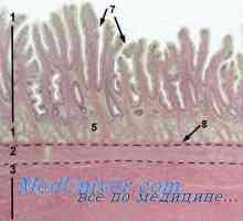 Ruperea prenatală a membranelor. Diagnosticul prenatal de ruptura a membranelor.