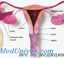 Spermatozoizii circulație a tractului genital feminin. Durata de viață a spermei