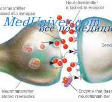 Mediator membranei presinaptice. membrană postsinaptică