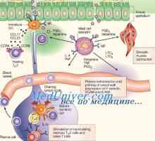 Activitatea fagocitară a celulelor dendritice. Immunophenotype celulelor dendritice
