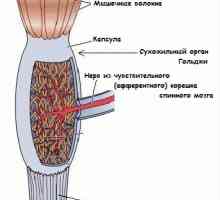 Reflex de tendon Golgi. Înțeles reflex tendon
