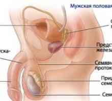 Fiziologia sistemului reproductiv masculin