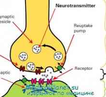 Fiziologia sinapselor nervoase. Anatomia unui sinapsa