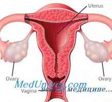Fiziologia gonadelor: ovarele si testiculele