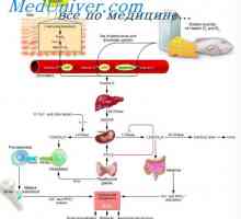 Fiziologia vitaminei d. Efectele și rolul vitaminei D