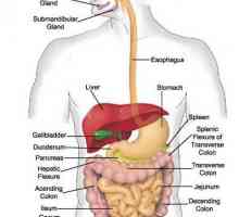 Fiziologia tractului gastro-intestinal. Activitatea motorie a tractului gastro-intestinal
