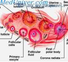 Celule foliculare. Fiziologia celulelor foliculare