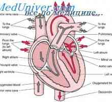 Formarea valvelor cardiace fetale. Dezvoltarea embrionului pericardului