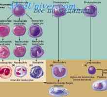 Imunitatea innascuta. Dobândite sau imunitatea adaptivă