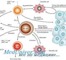 Formarea nk-fetale celule ale sistemului imunitar. funcția limfocitelor T imunitate