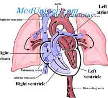 Fluxul de sânge în plămâni în timpul exercițiului. fluxul sanguin pulmonar în insuficiența cardiacă