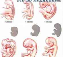 Formarea trophoblast de embrioni umani. mod de ou