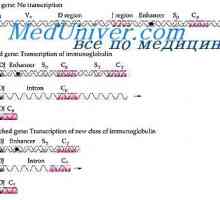 Formarea vc-imunoglobulină de gene. Mecanisme de asociere și gene de V- anticorpi