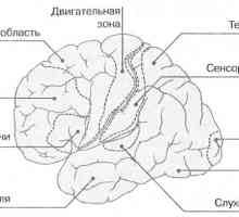 Functionarea creierului