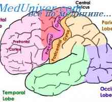 Funcțiile cortexul parietal-occipital-temporal. funcțiilor intelectuale superioare