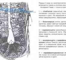 Formarea intestinului subtire a embriogeneza fatului, morfogenezei