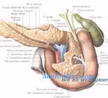 Funcția pancreasului la nou-născuți