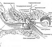 Anatomia funcțională a urechii externe, interne și mijlocii