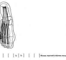Teste funcționale ale membrelor inferioare musculare la articulațiile interfalangiene ale degetelor