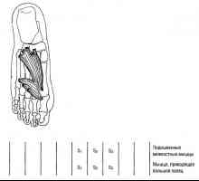 Musculare funcțională a extremităților inferioare testelor exprimate și retragerea degetele de la…