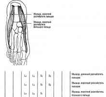 Testele musculare funcționale ale membrelor inferioare degetele de la picioare extensie