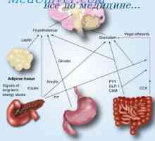 Gastrina, secretina, colecistochinina-pancreozymin: sinteza, funcția