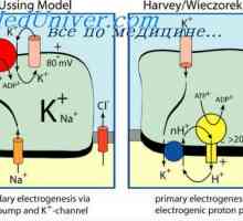 Calciu și hidrogen ioni Kontrtransport. transport activ la țesuturi