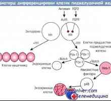 Reglementarea diferențierii celulelor glandei endocrine pancreatice
