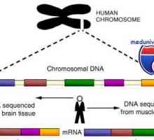 Genele si cromozomul uman. structură