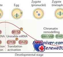 Gene efect materni. Codificarea proteine ​​din ovocit