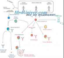 Hibridizarea anticorpilor mARN și ADN. v- localizare si gene in genomul imunoglobuline